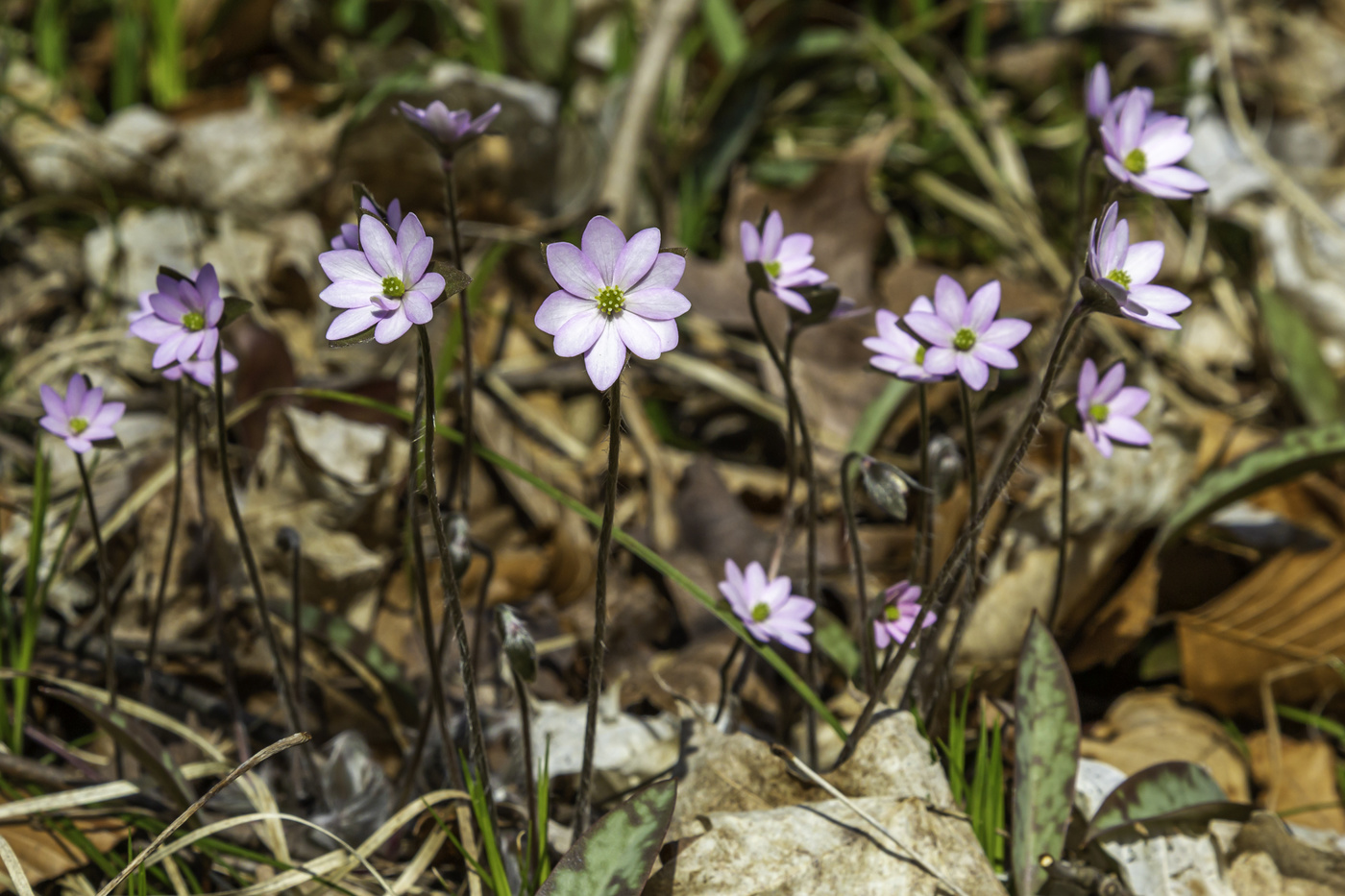 Pretty wild flowers