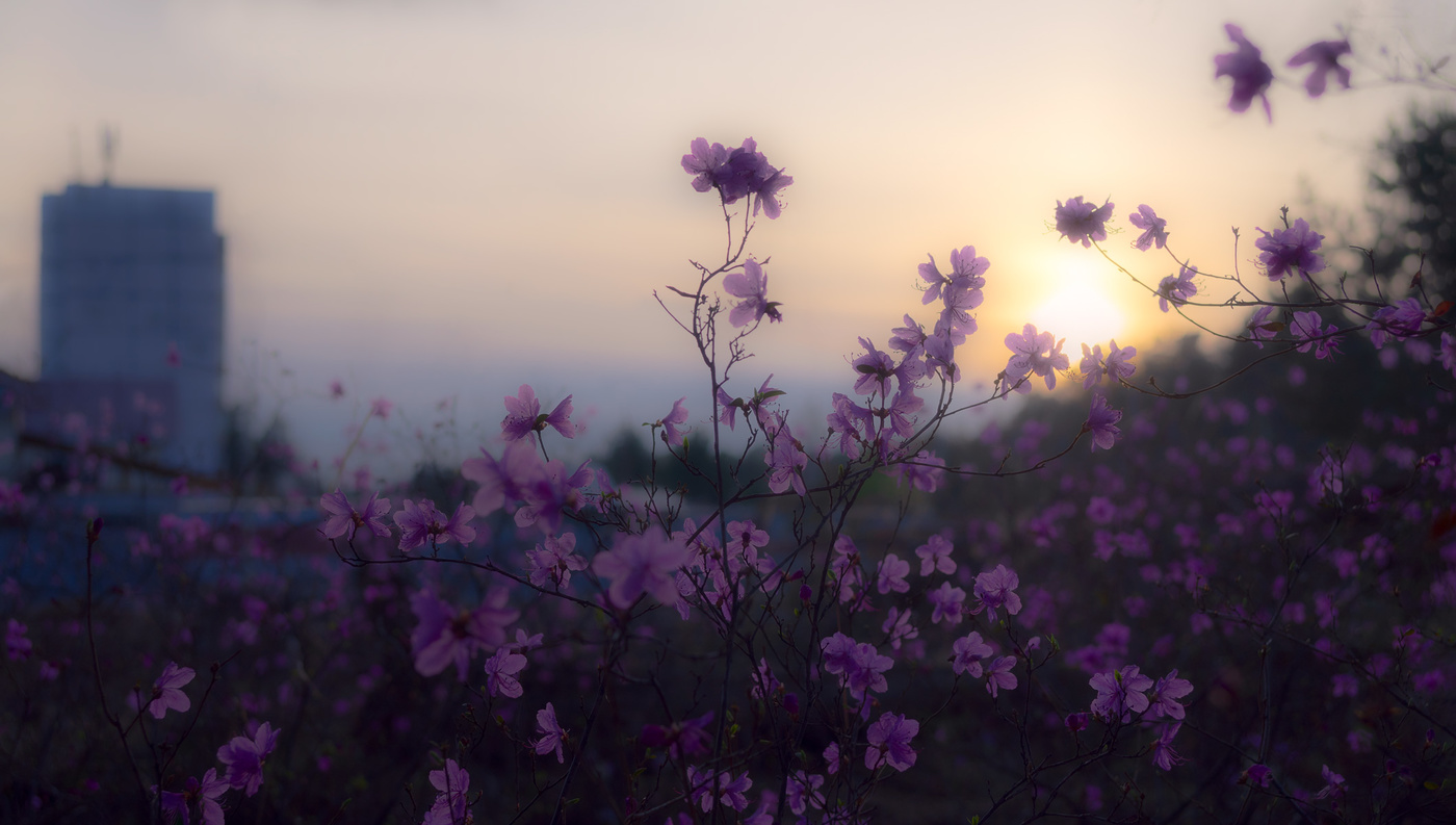 GOOD EVENING