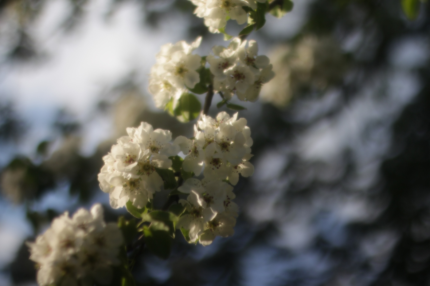 Spring