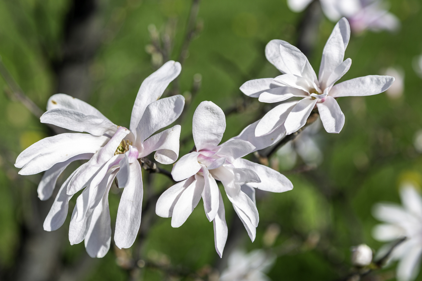 White Magnolia blooms