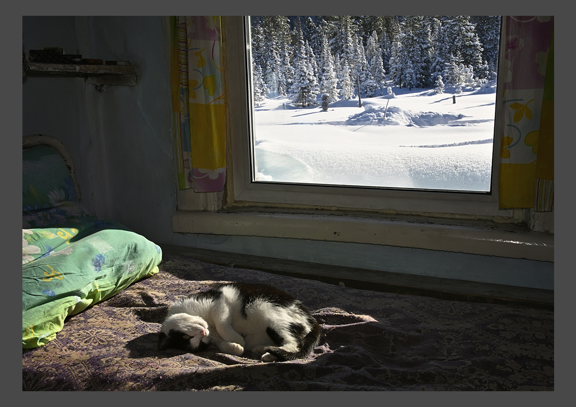 Siesta