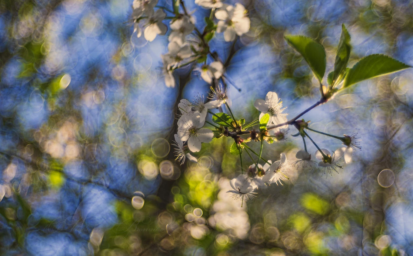 Spring mood