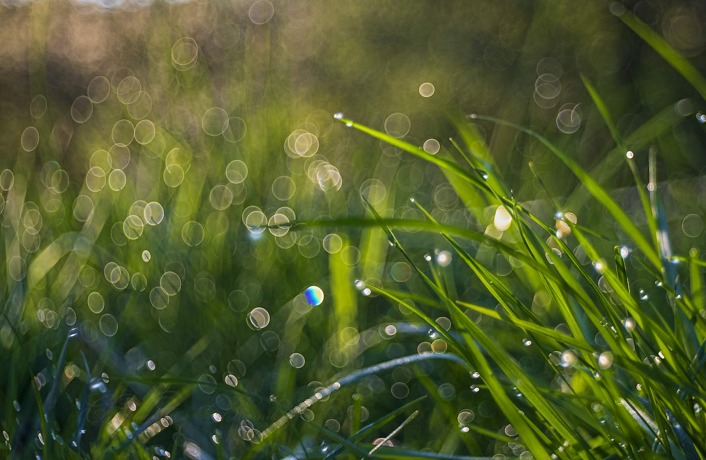 Spring Dew