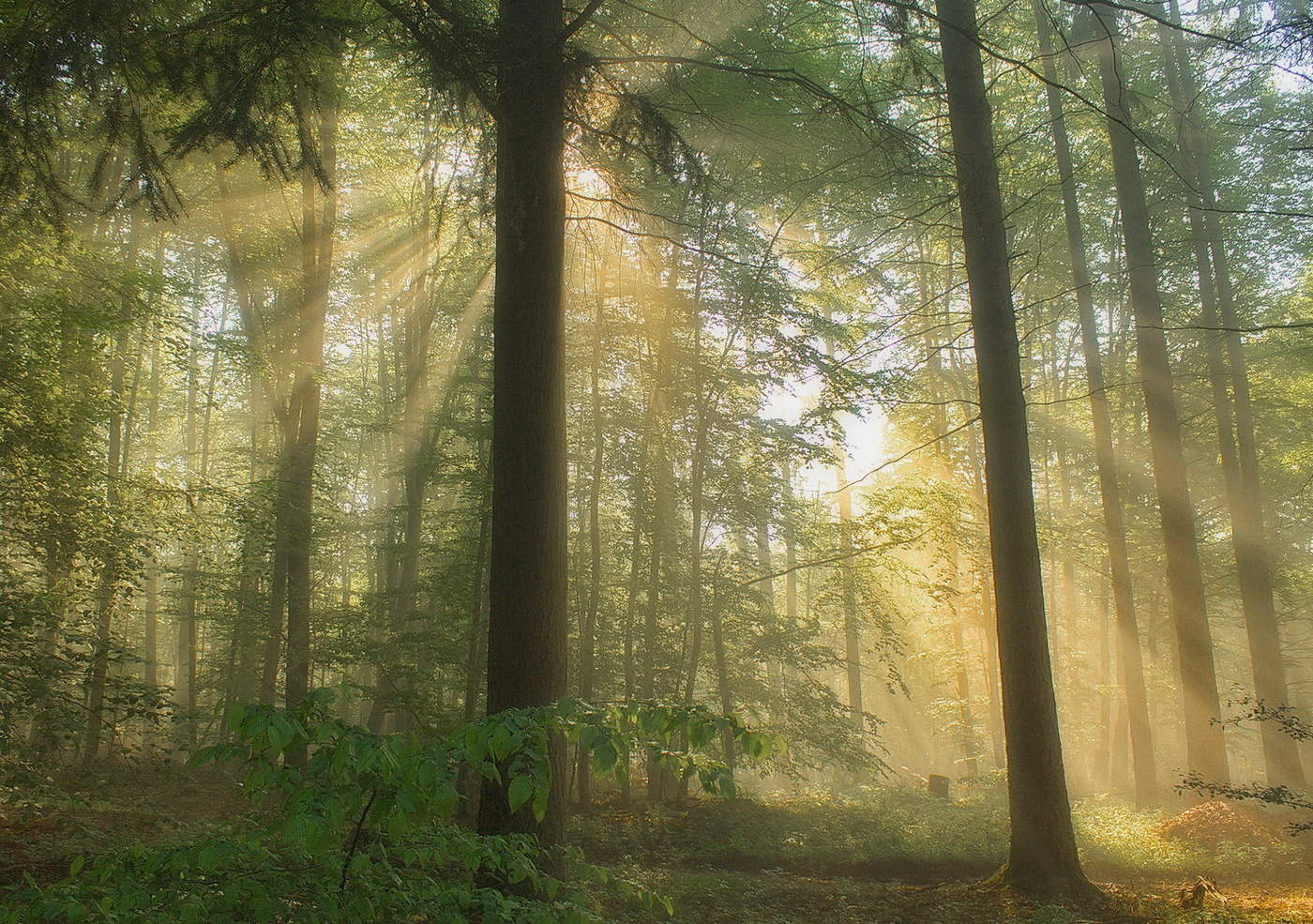Fog and sun