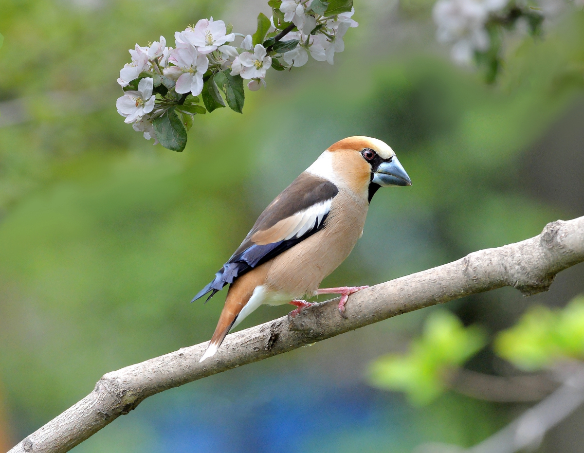 Grosbeak