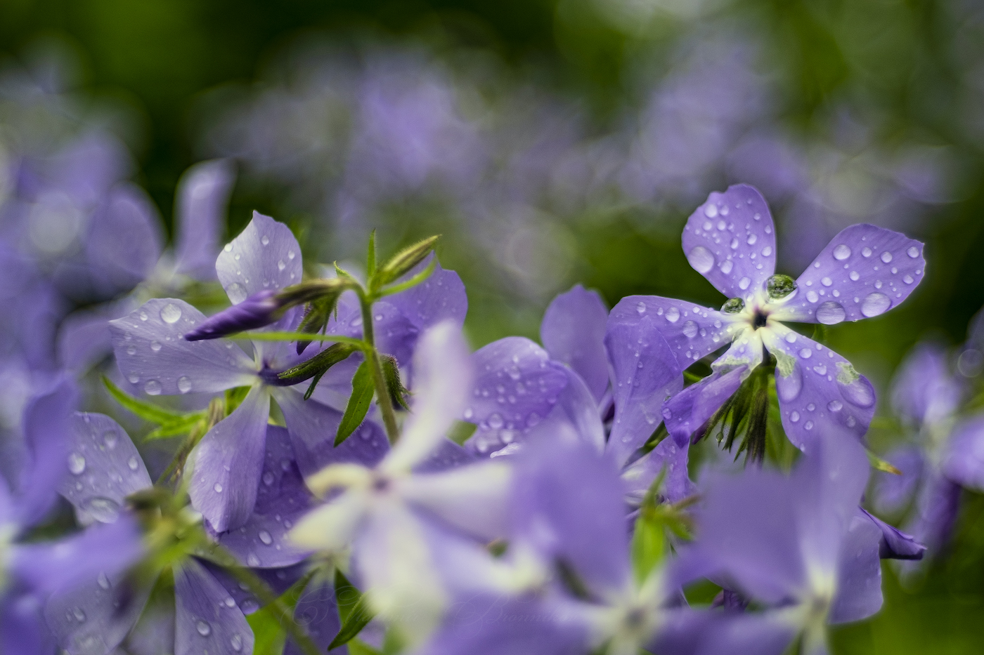 Spring flowers