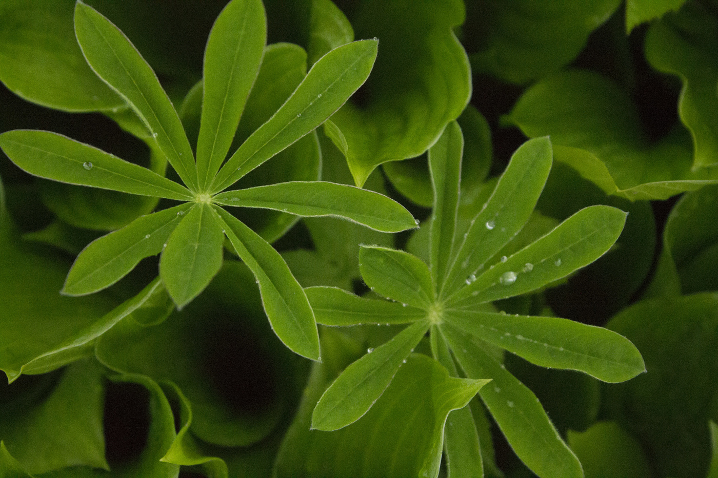 greens