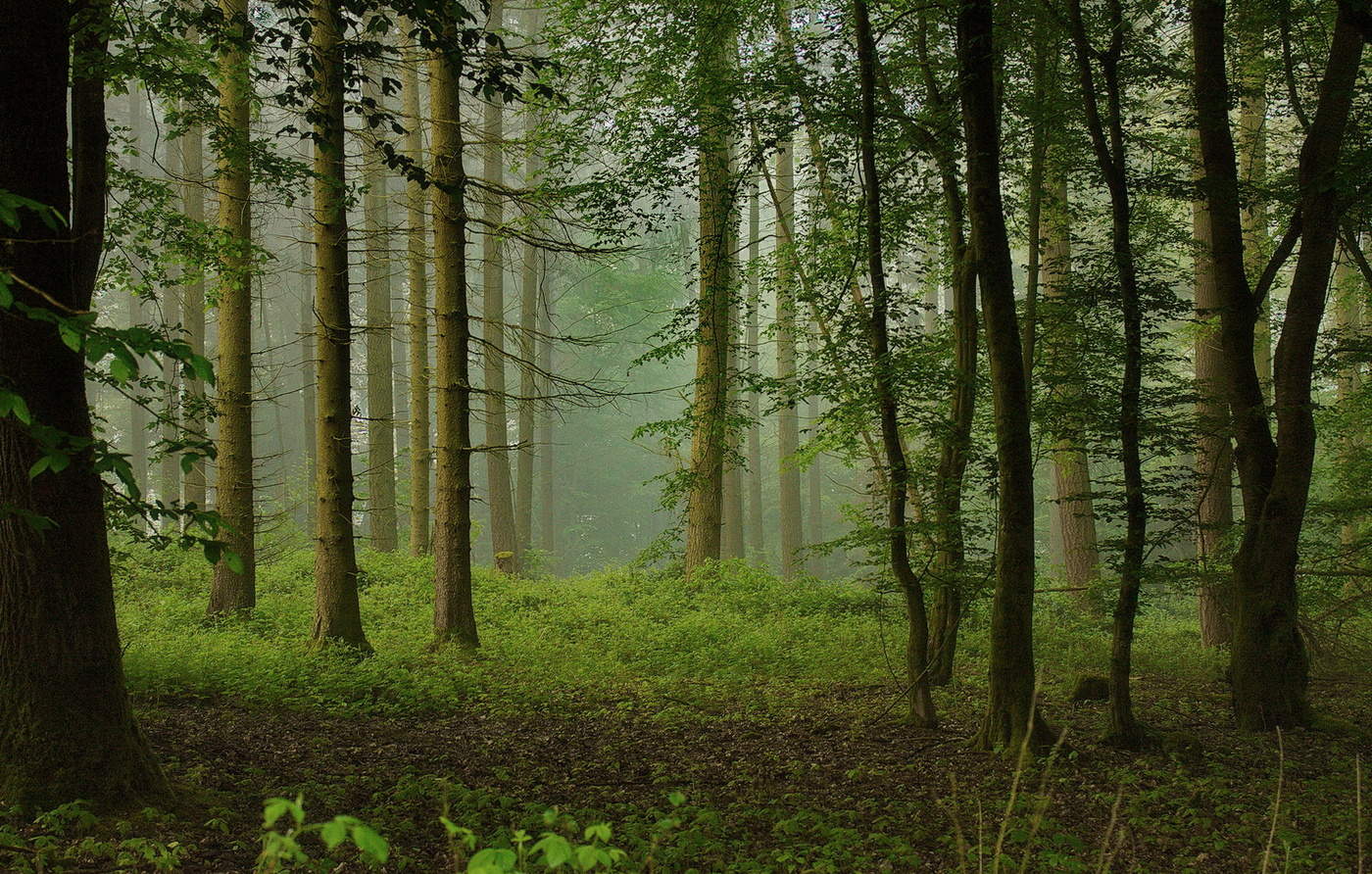 Morning fog
