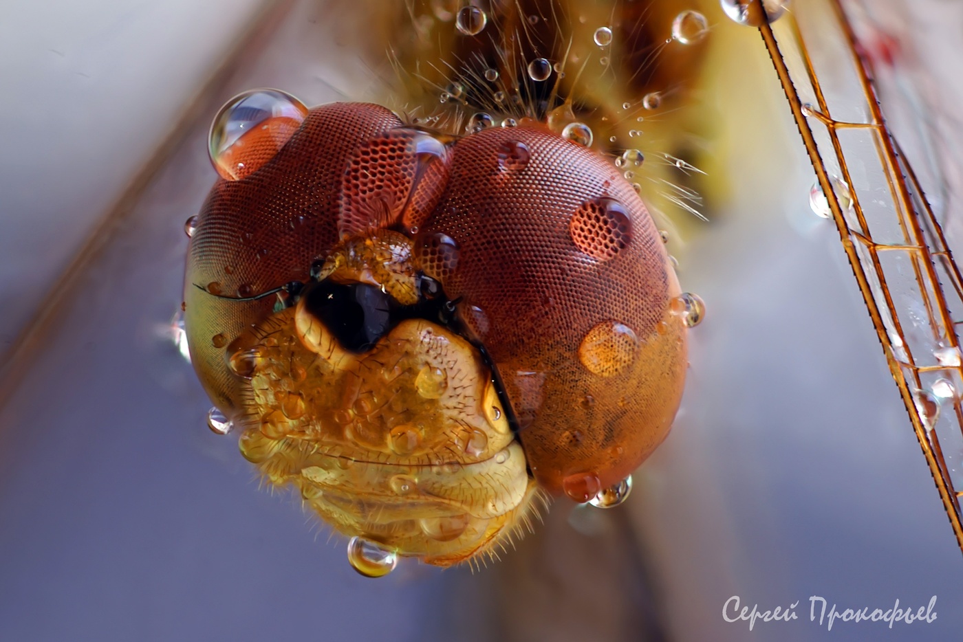 In the morning dew ...