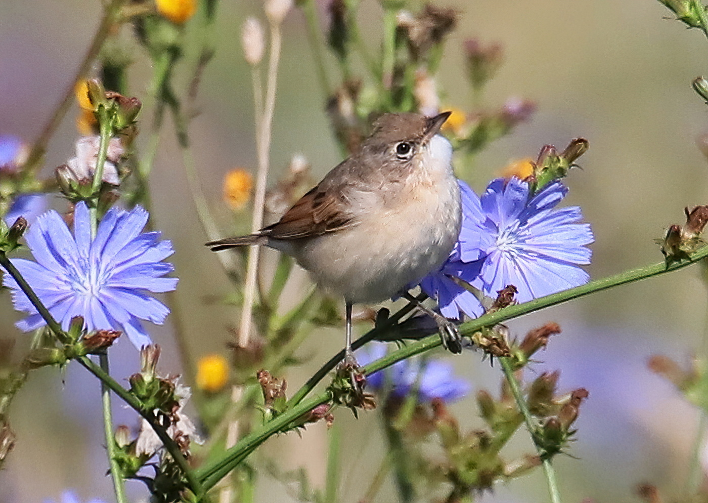 Gray Warbler