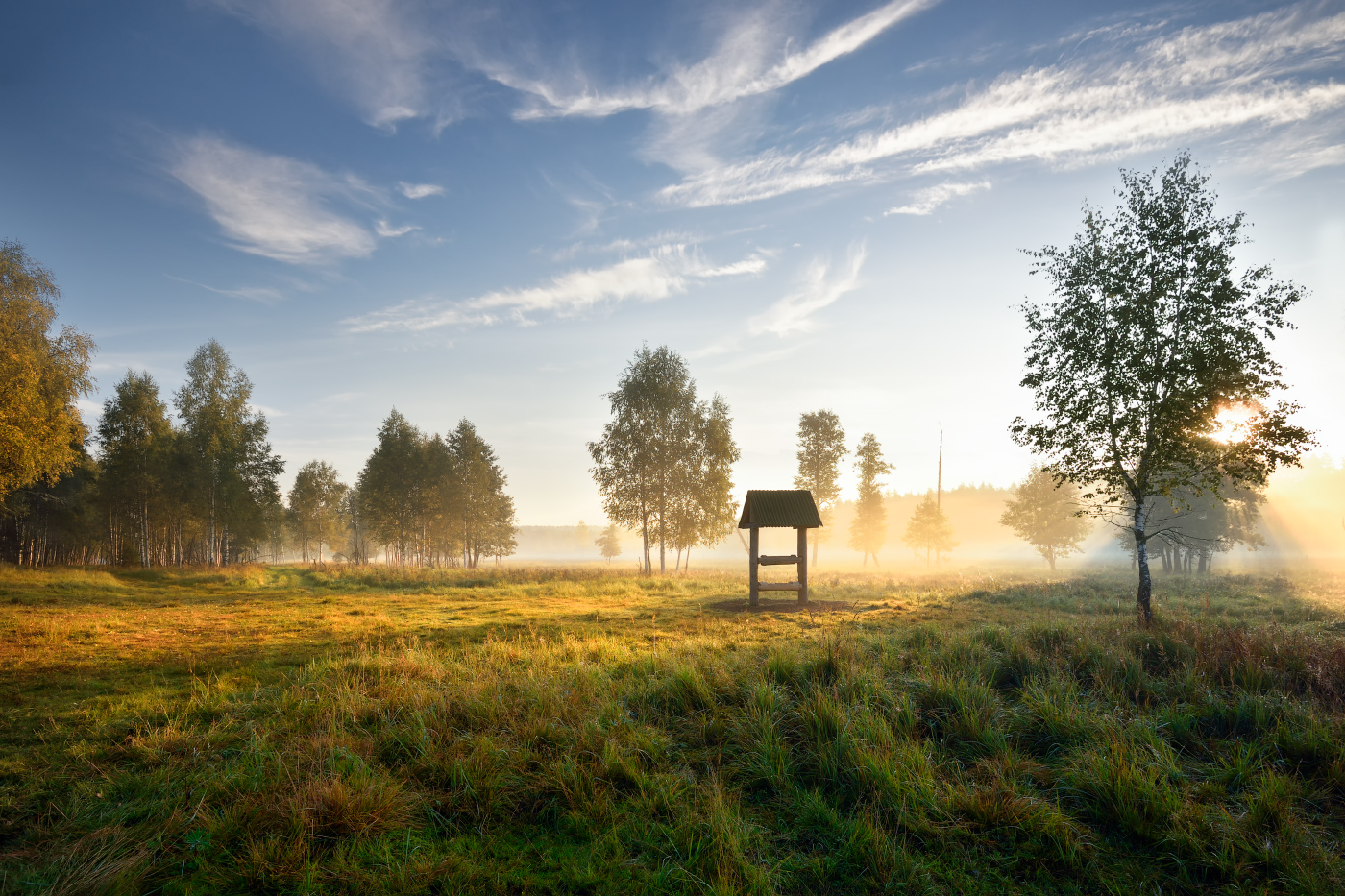 Morning in the forest