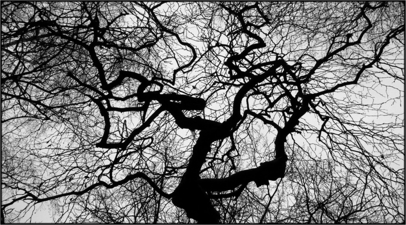 grave-tree