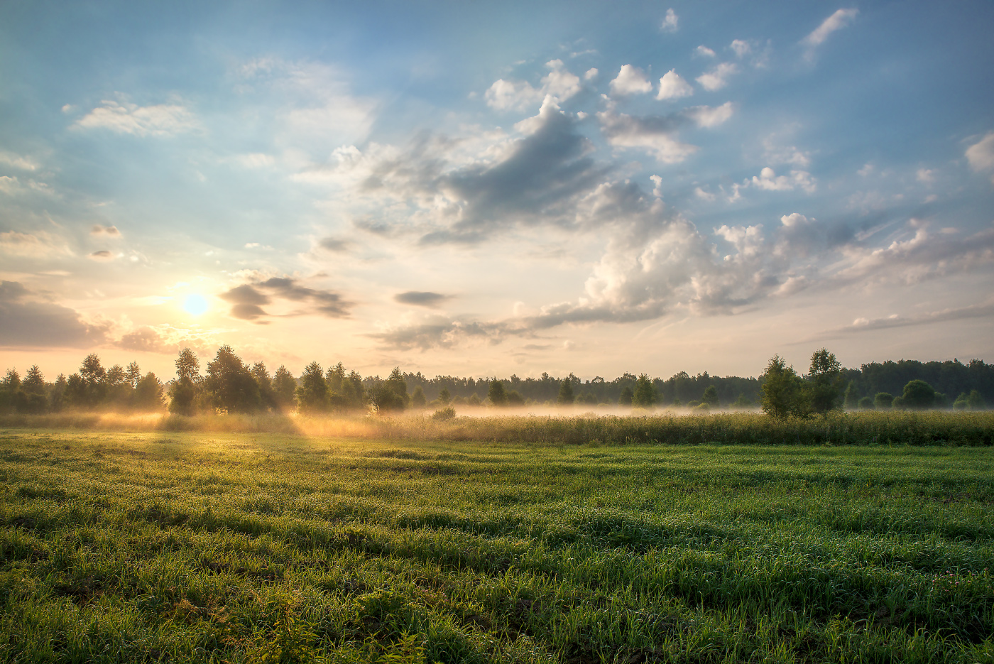 on the morning dew