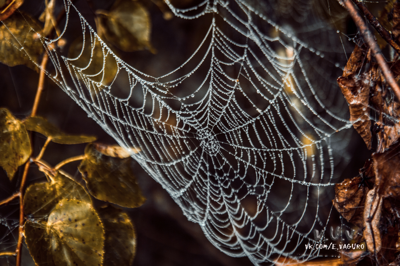Web