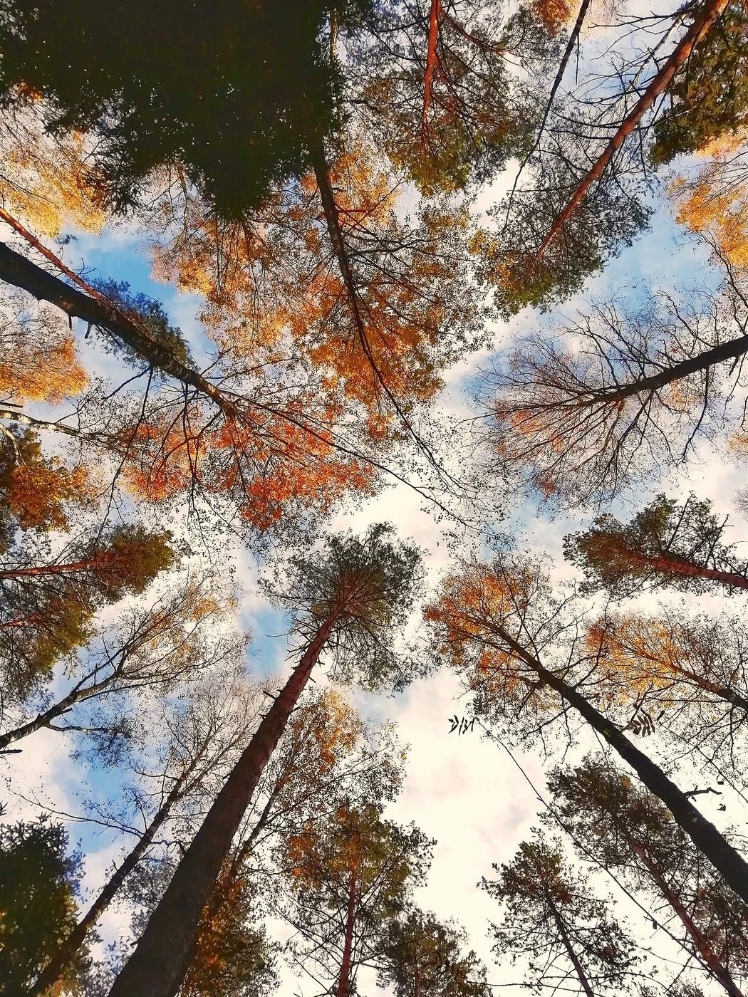 Autumn Sonata