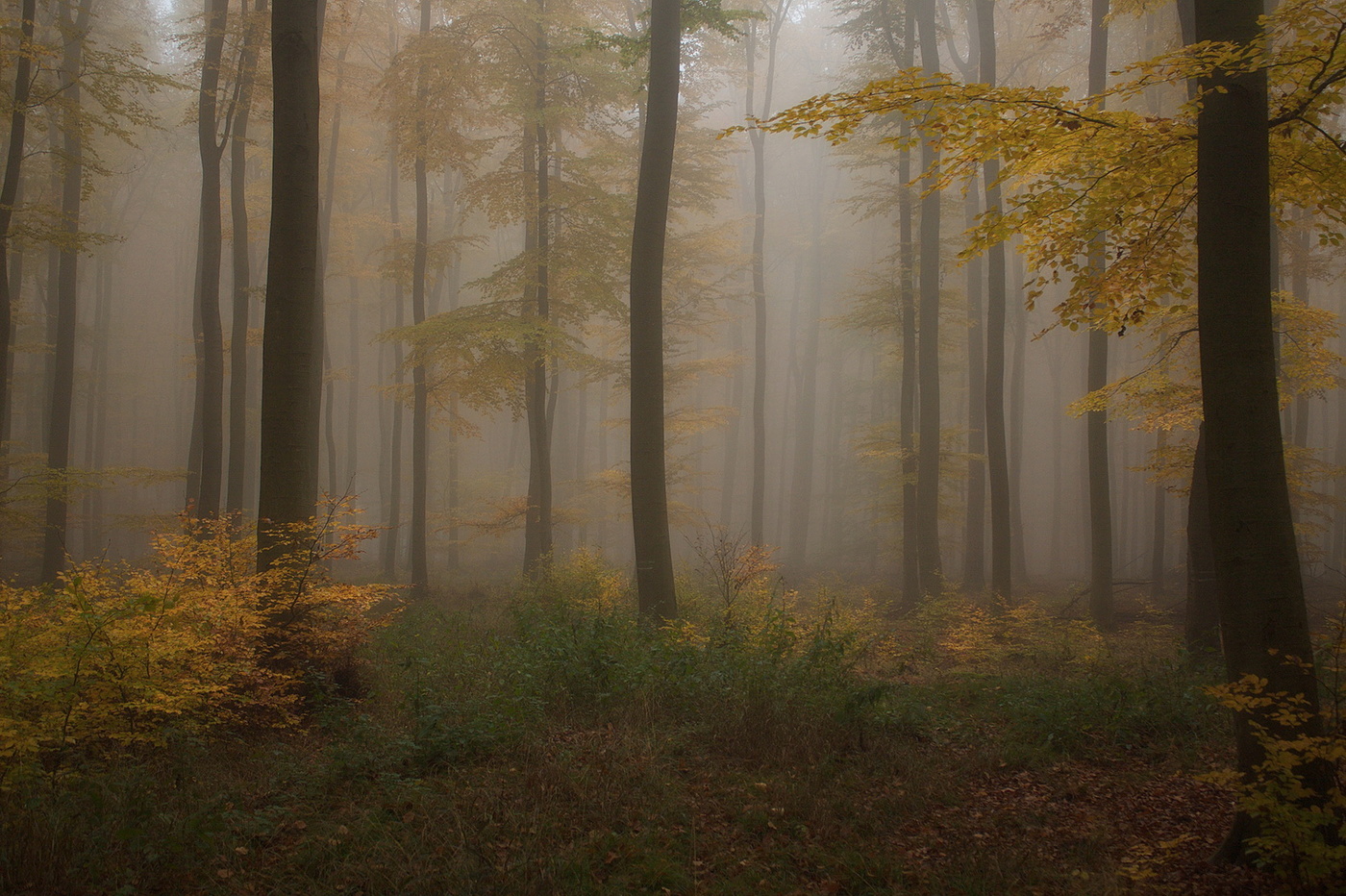 Autumn Sonata