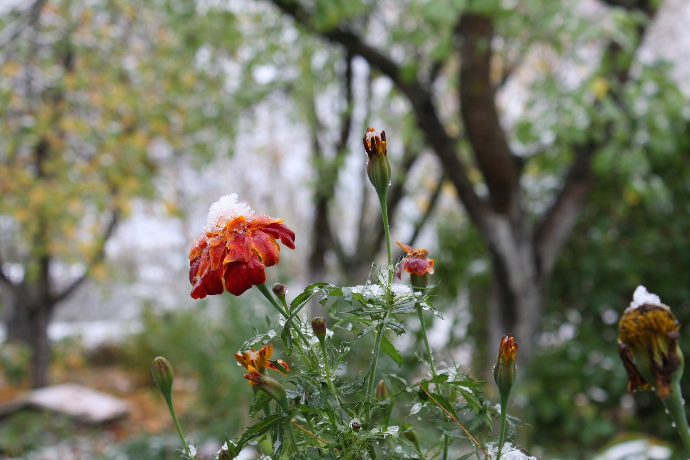 First snow