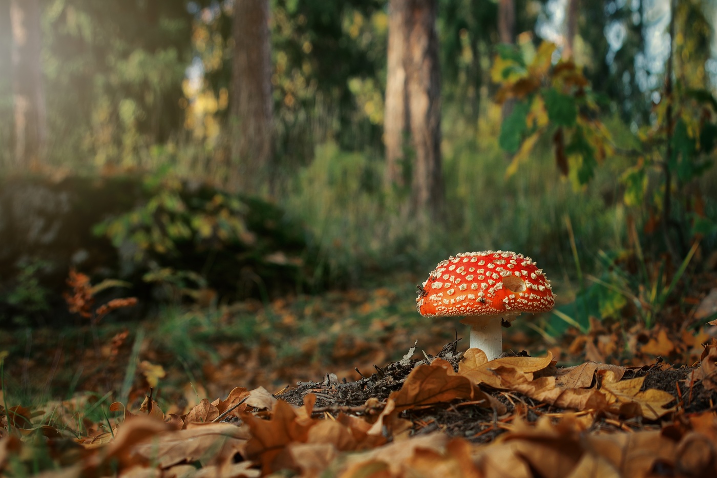 Autumn in the woods.