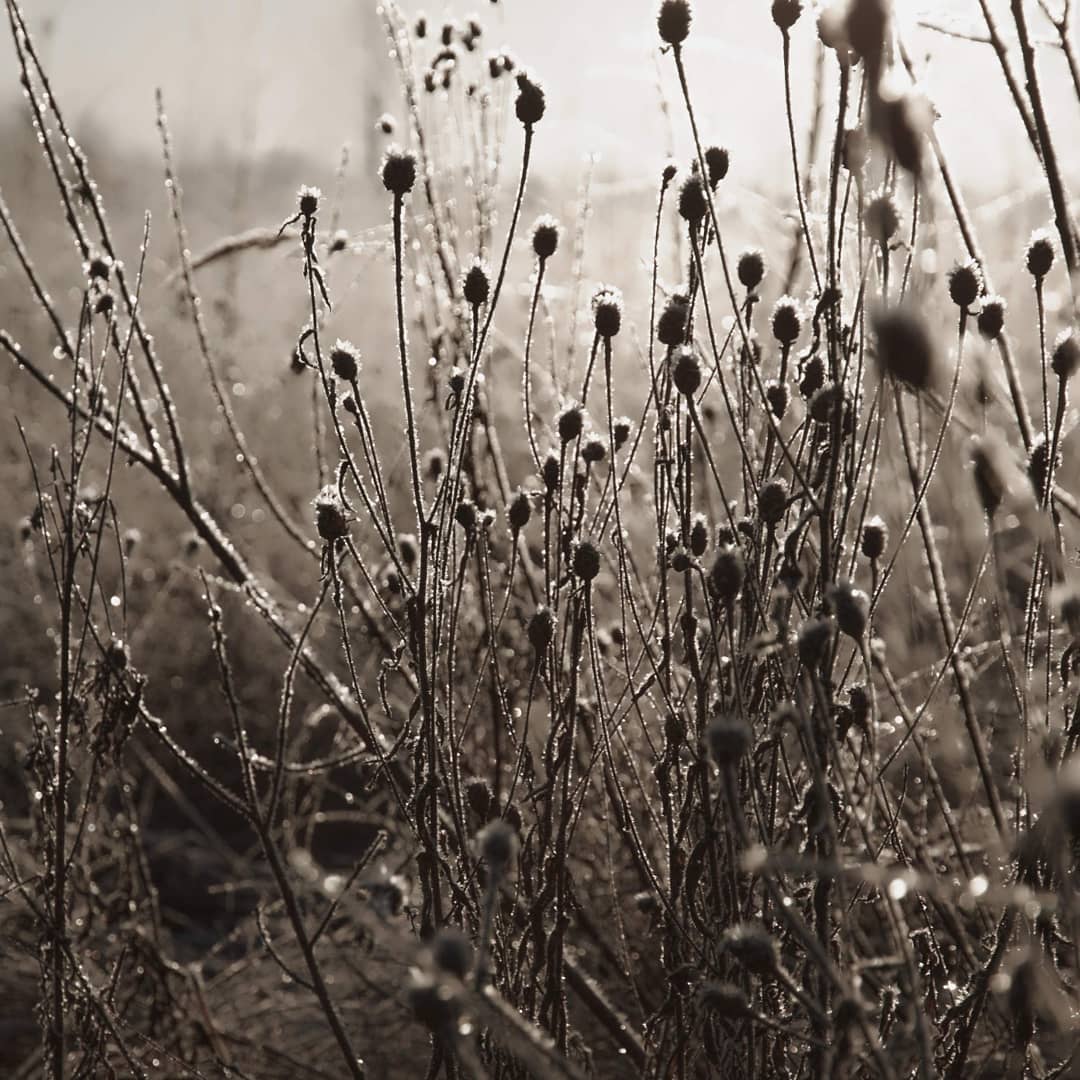 The first frost