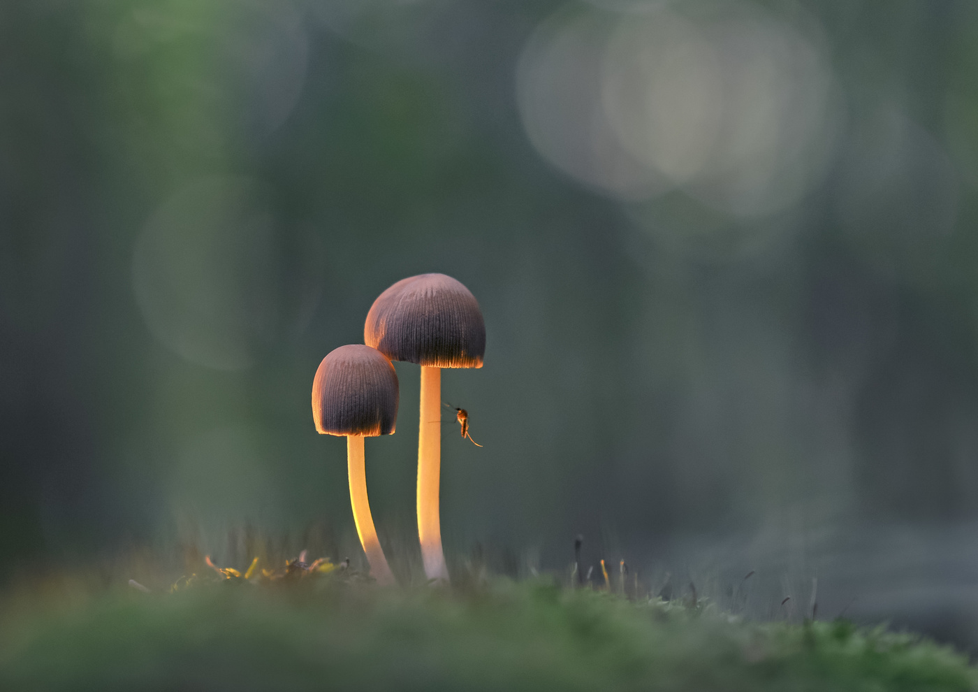 ***