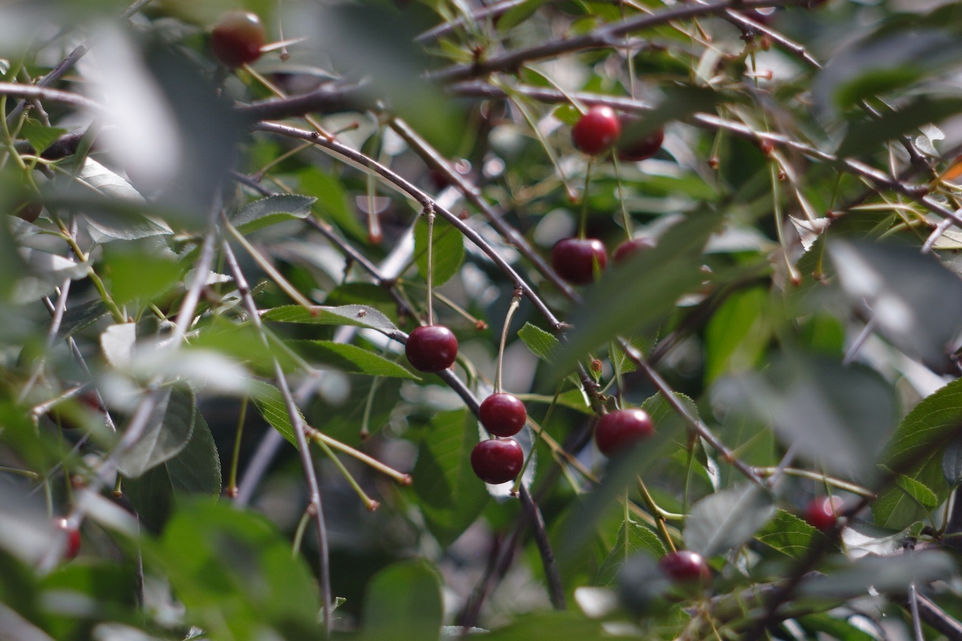 Cherry-tree