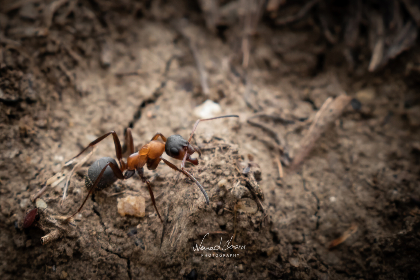 Ant