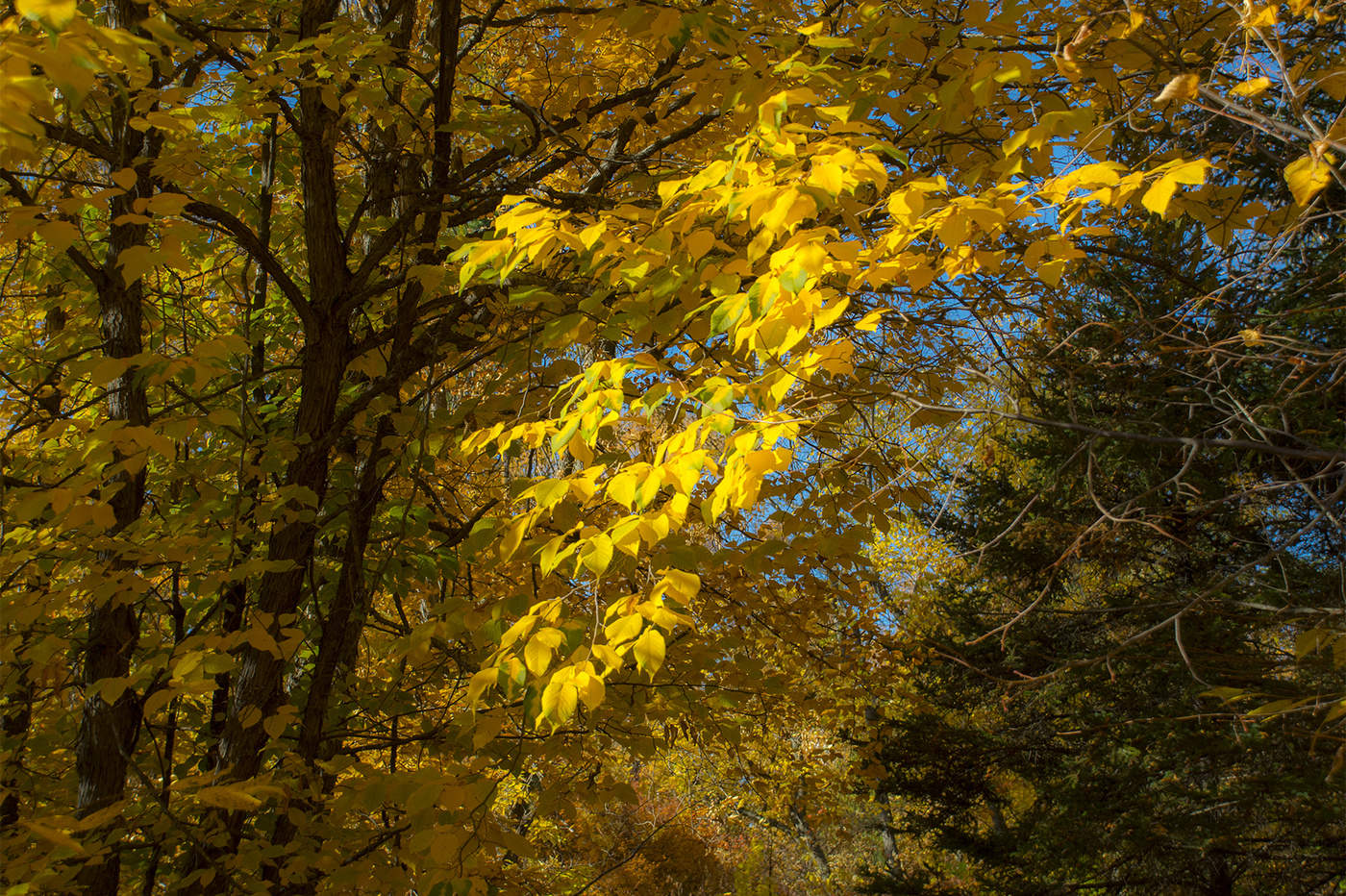 yellow leaves ...