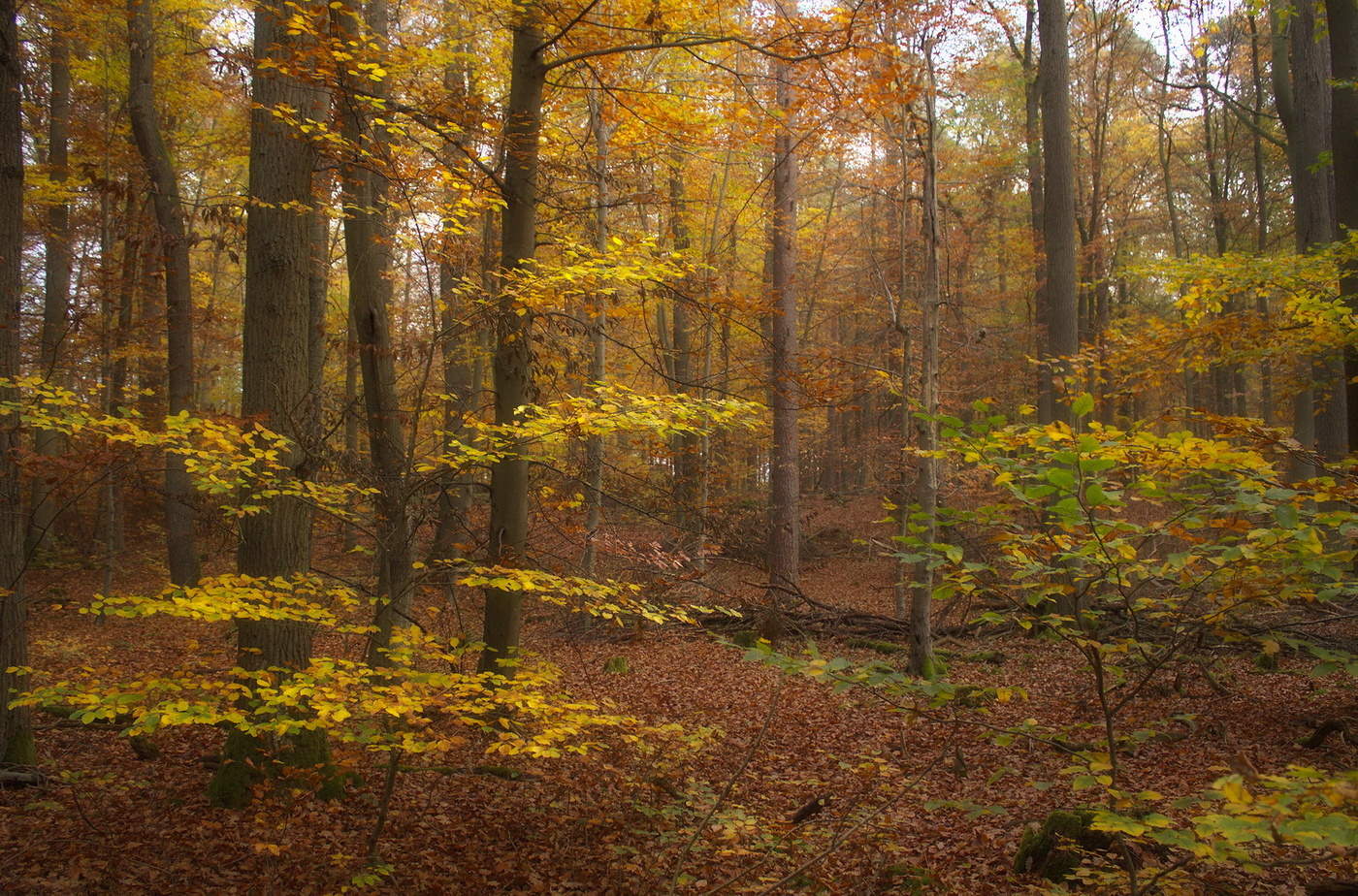 gold autumn