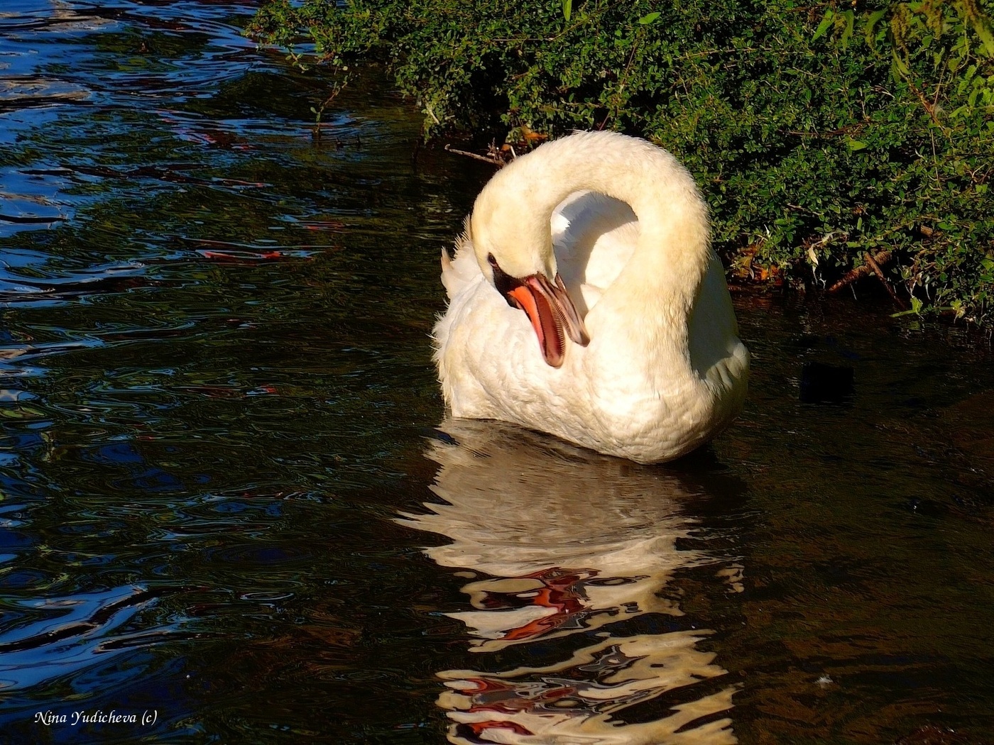 Swan