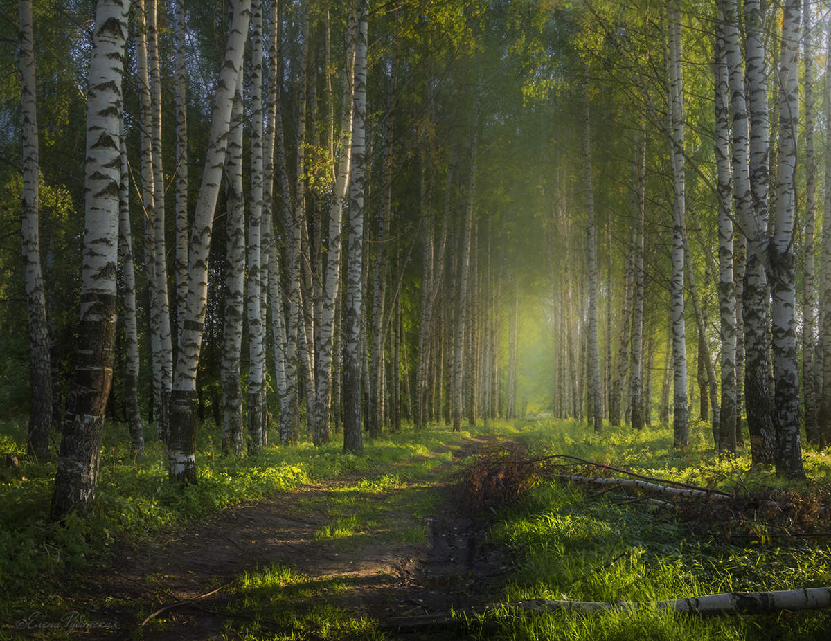 Forest
