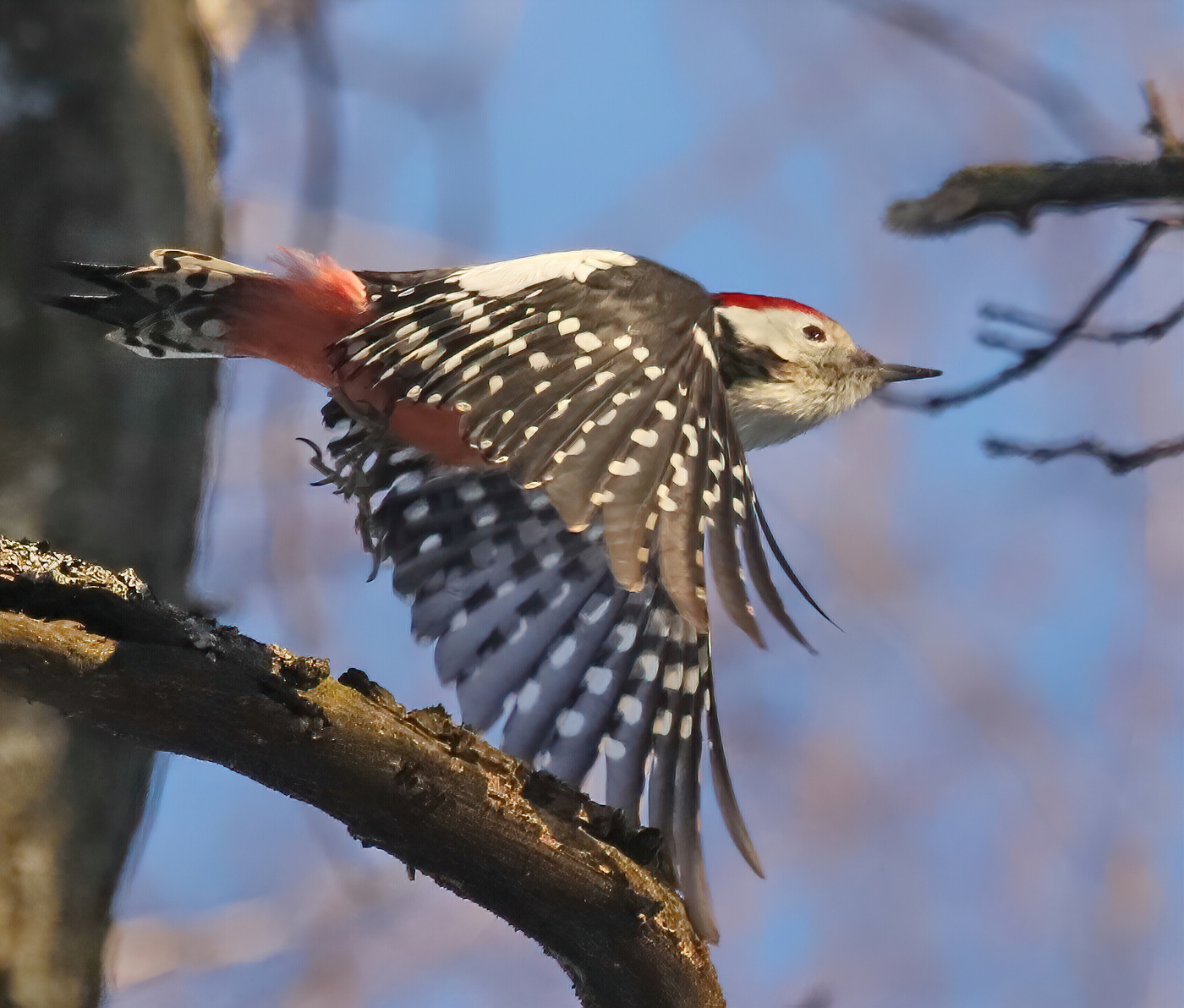 Middle spotted woodpecker