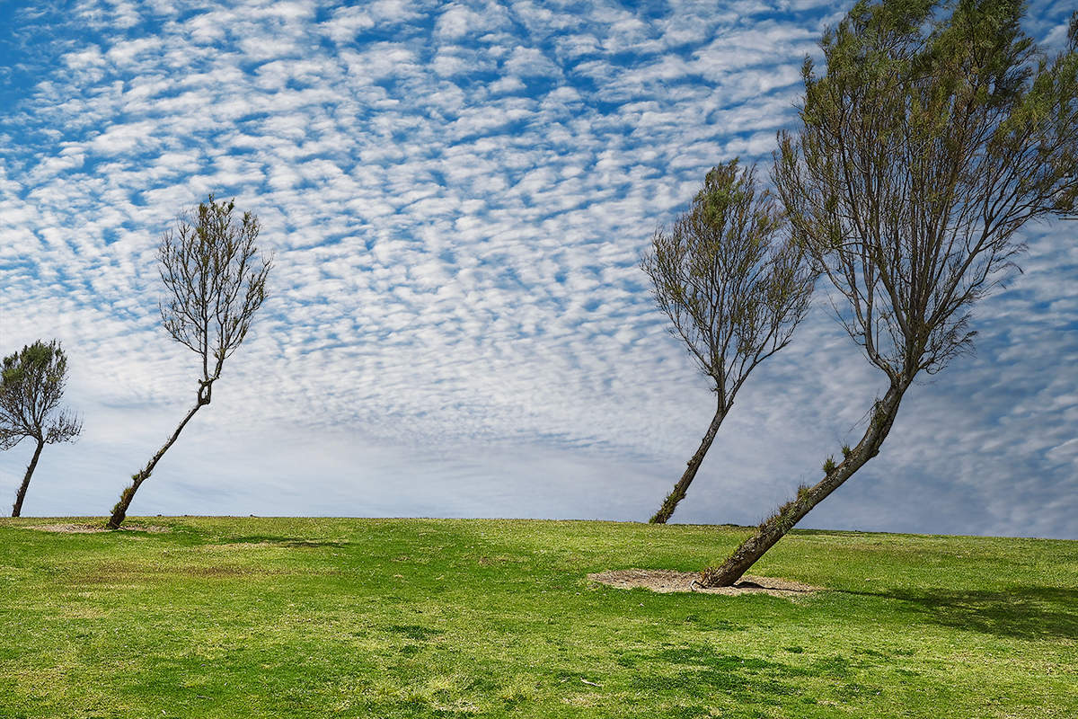 Dance of trees