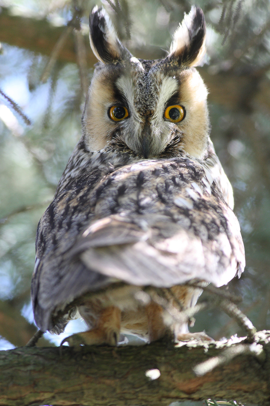 Screech-owl