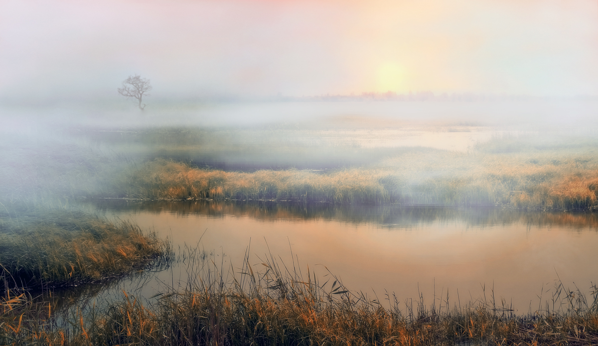 Fog