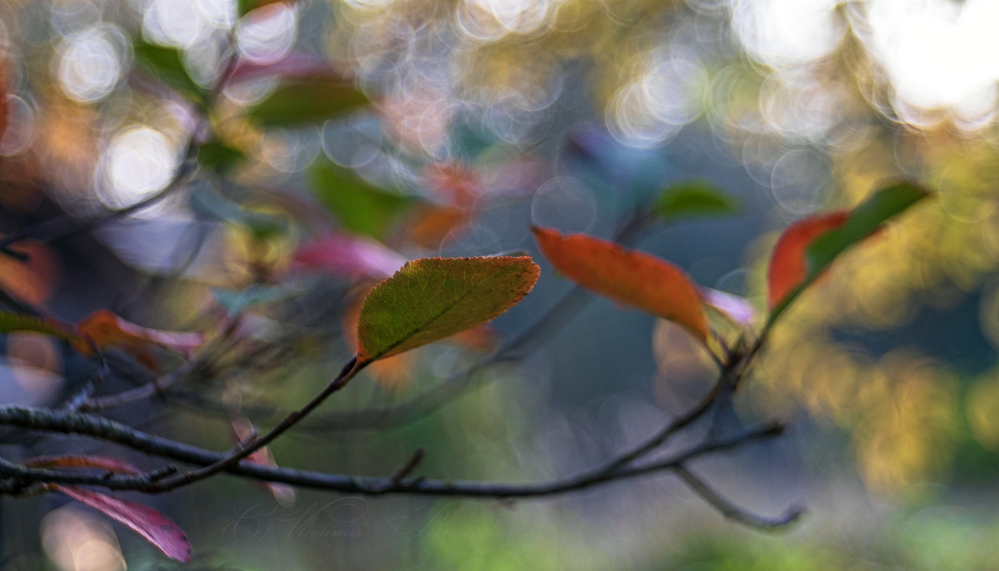 watercolor autumn