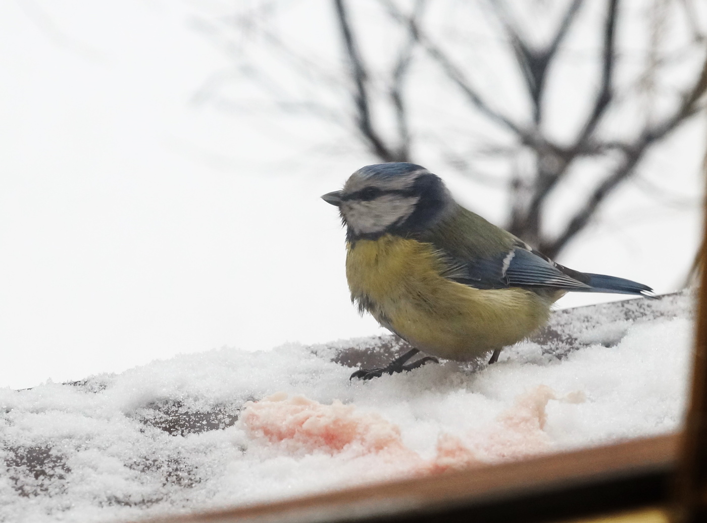 On the window