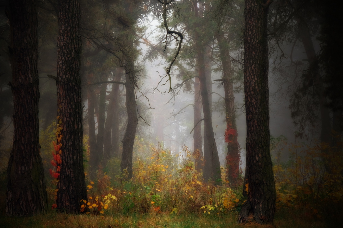 Autumn forest