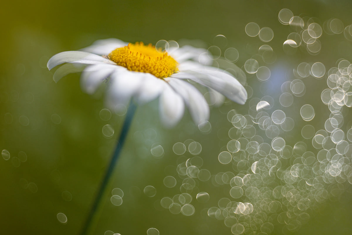 Fantasy with chamomile...
