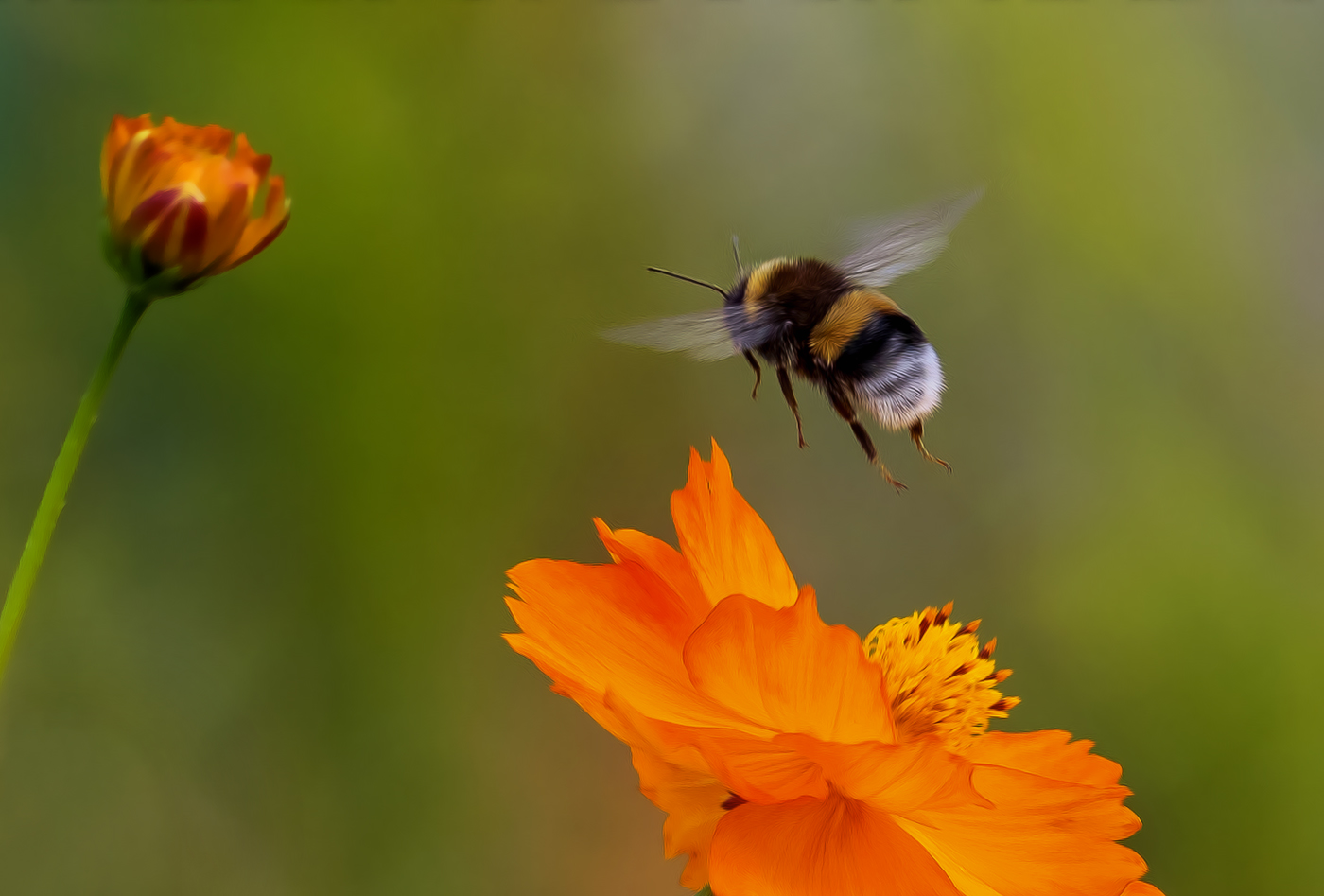 Flight of the Bumblebee