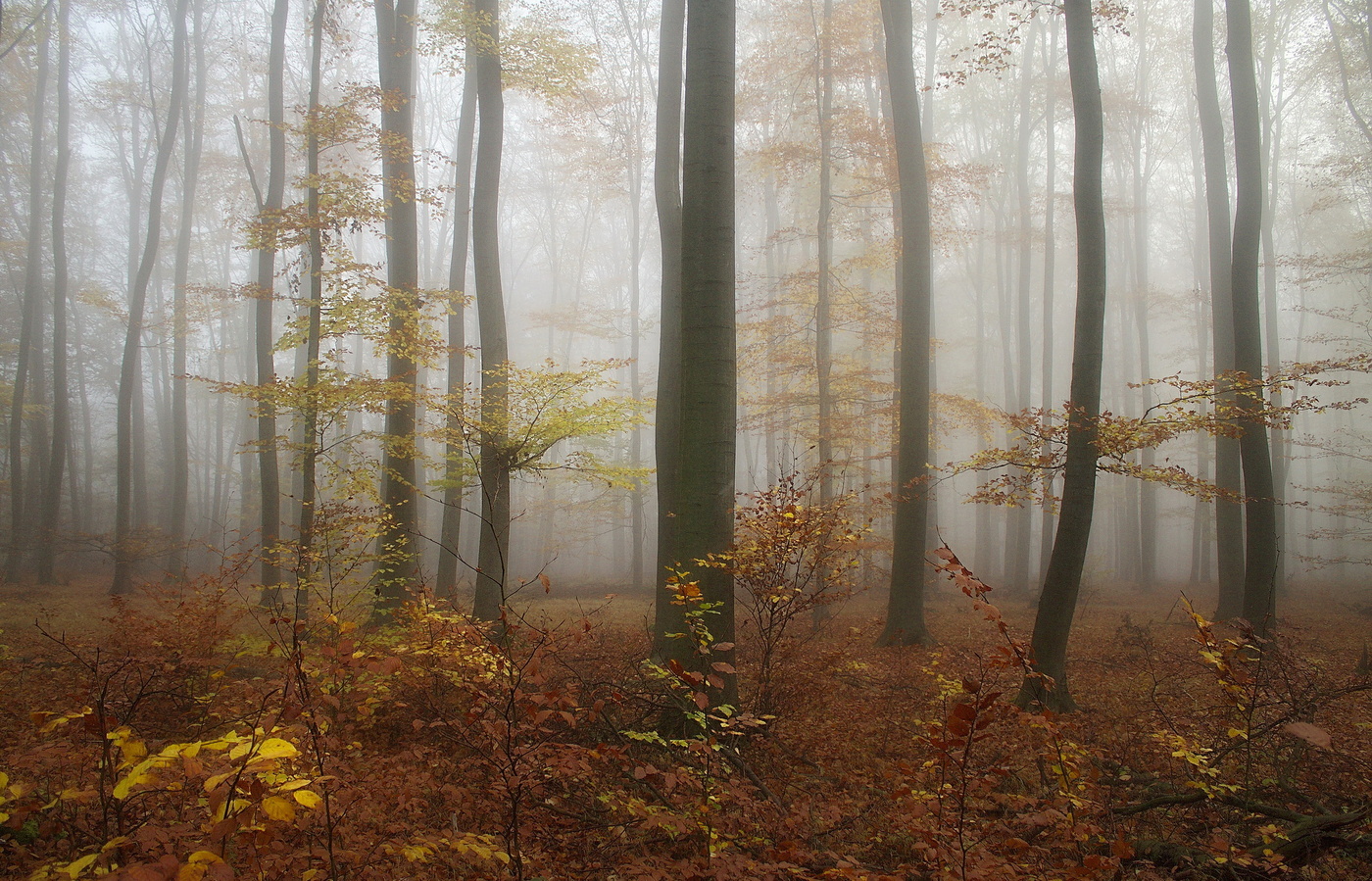 Autumn mists