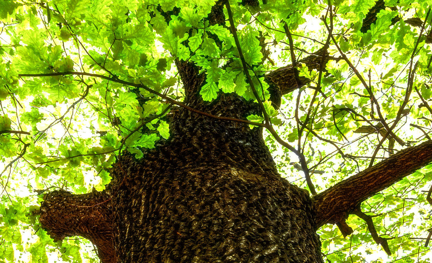 Oak.