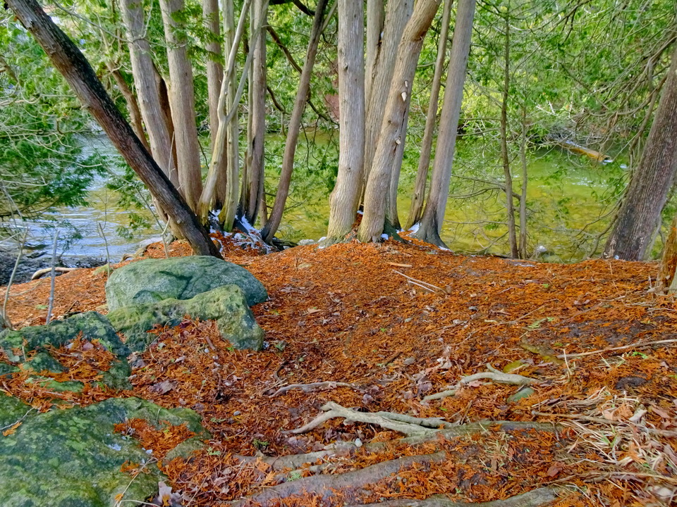 By the river