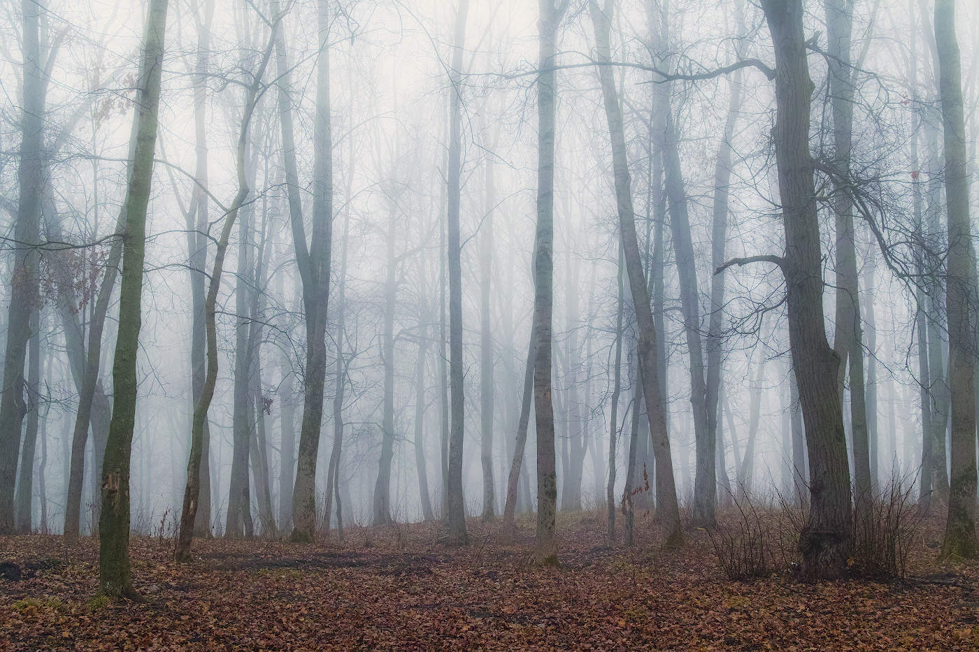 mysterious forest