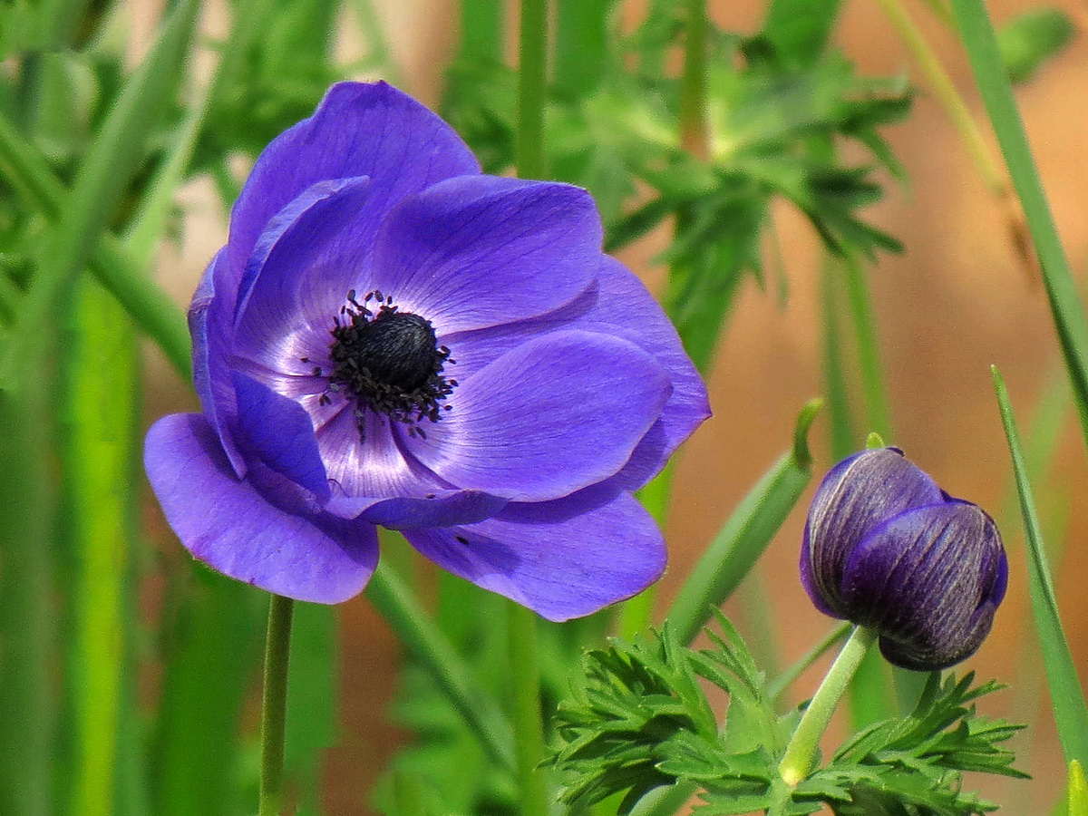 Anemone
