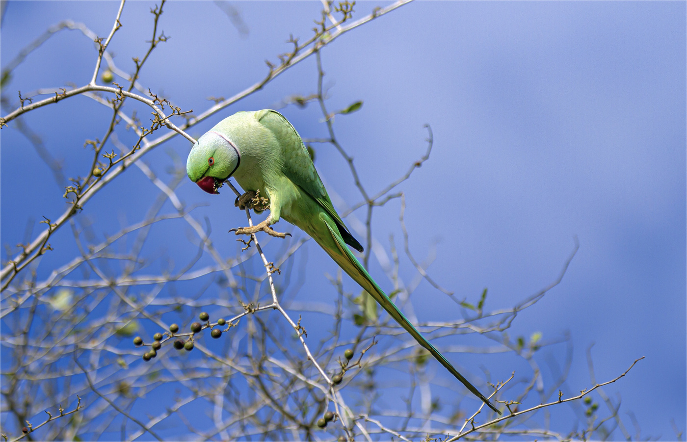 ***