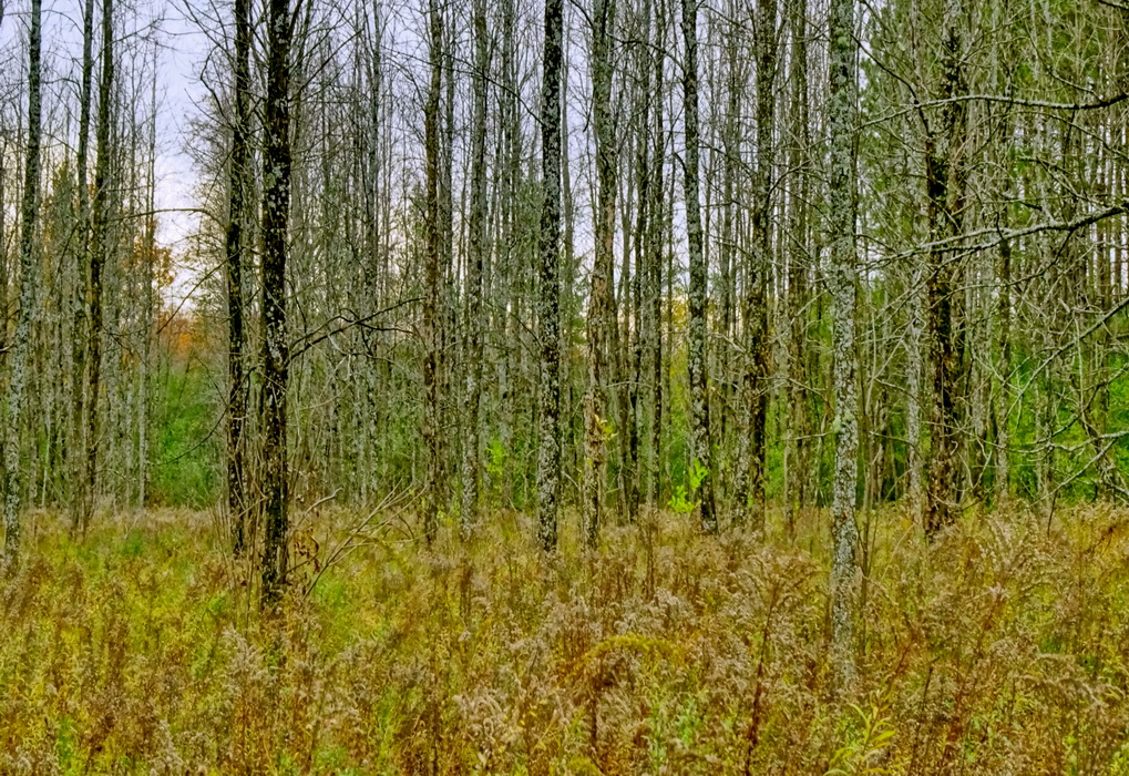 spooky forest