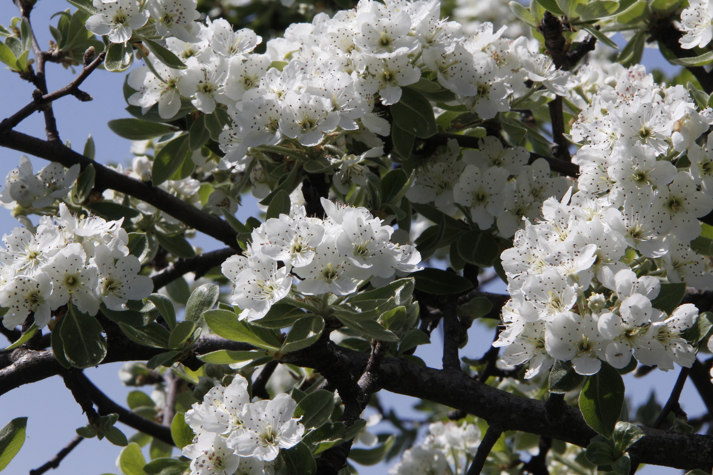 Gardens in bloom