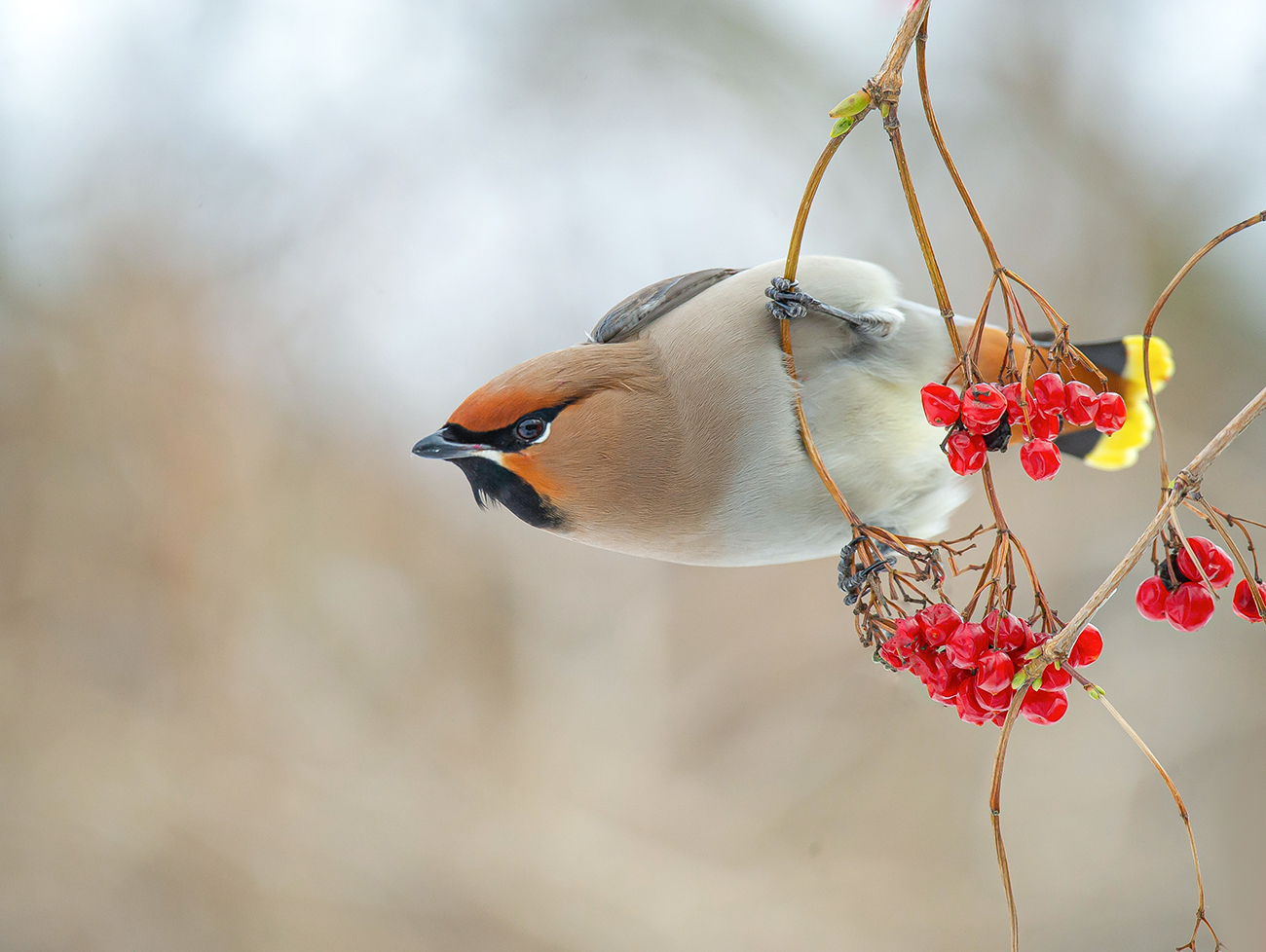 waxwing