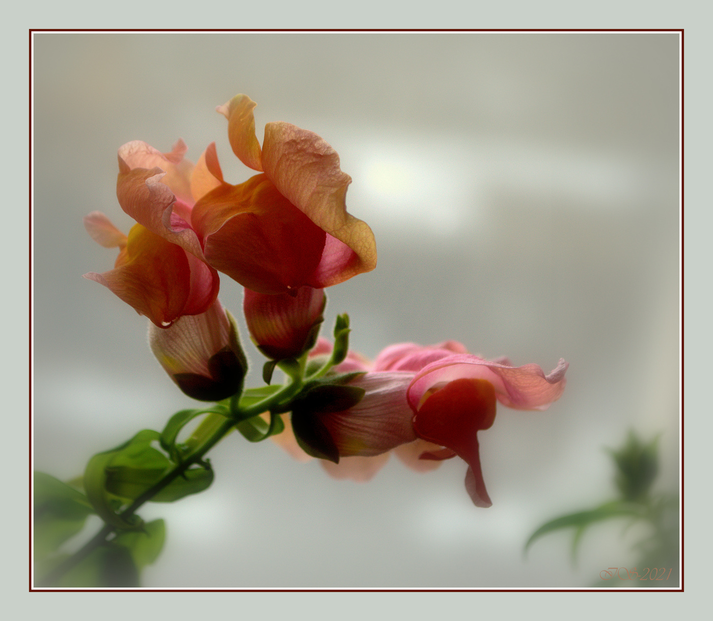 Flower mood