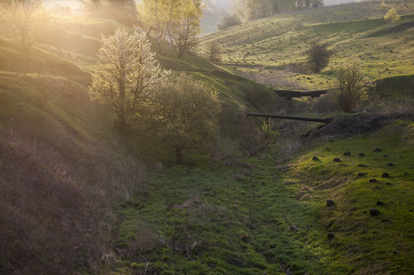 spring beams